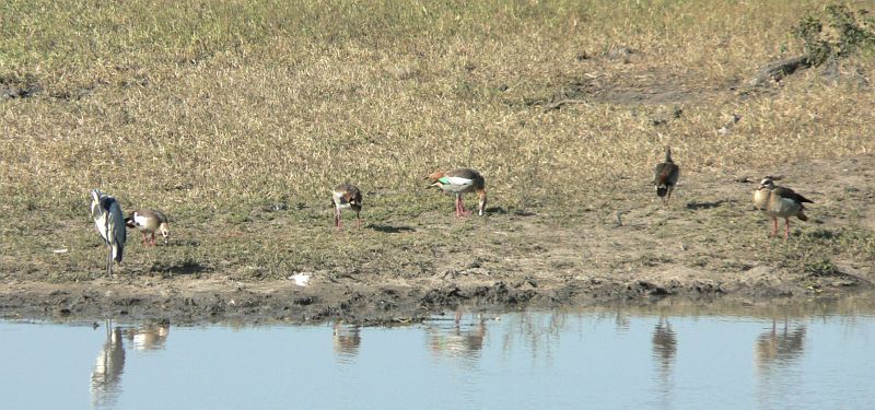 JAR 290.JPG - Ještě jsme rychle vyfotili africkou hidinu a vyrazili jsme.